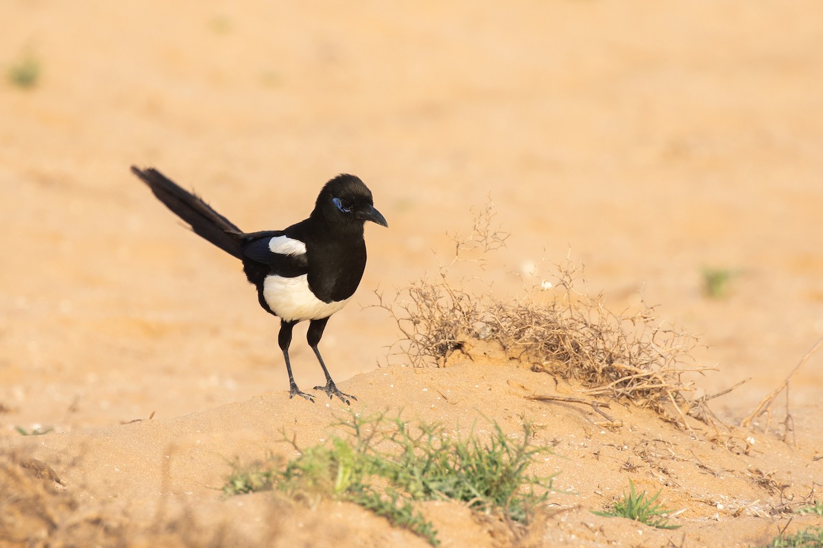 Maghreb Magpie - ML618516331