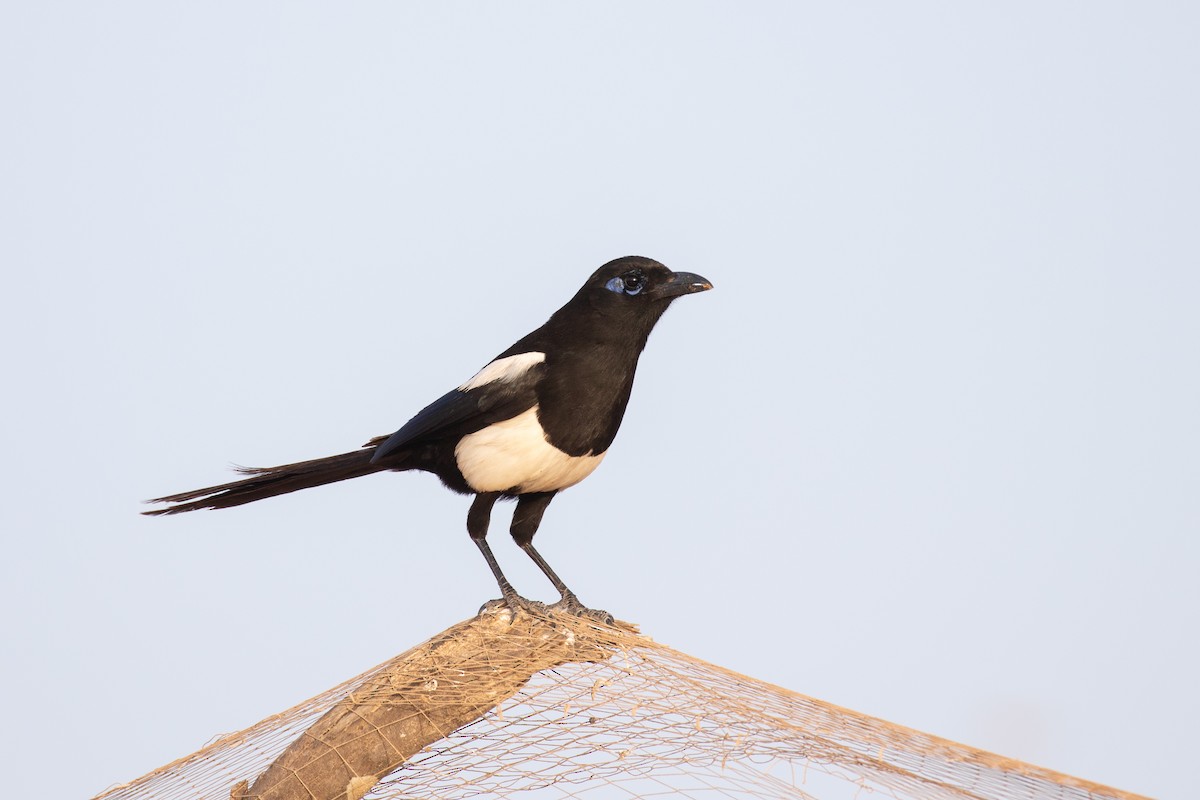 Maghreb Magpie - ML618516332