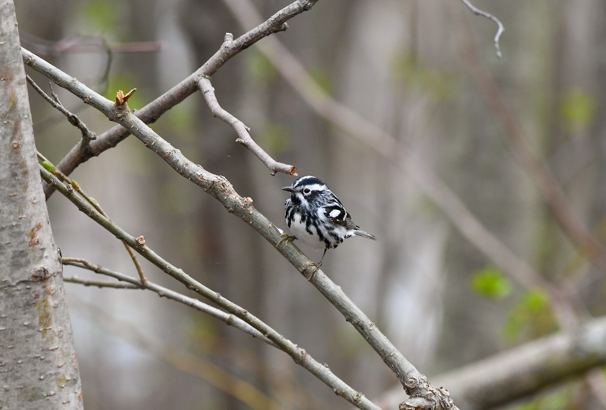 Black-and-white Warbler - ML618516337