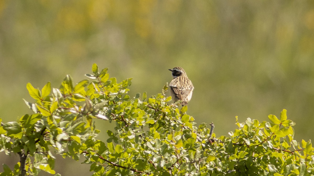 Whinchat - Fikret Can