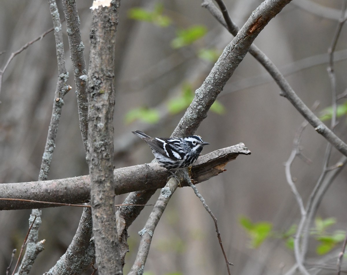 Black-and-white Warbler - ML618516351