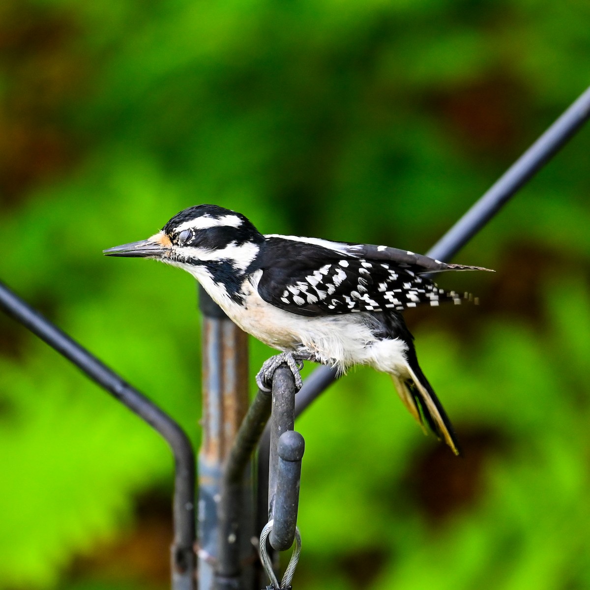 Hairy Woodpecker (Eastern) - David Govoni