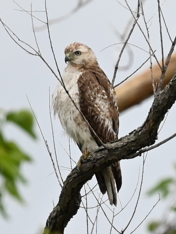 Red-tailed Hawk - ML618516380