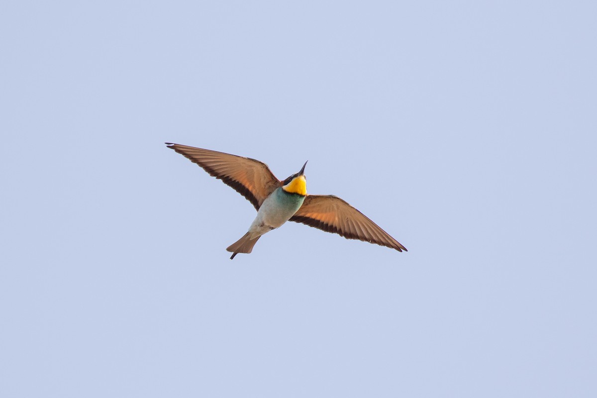 European Bee-eater - ML618516386