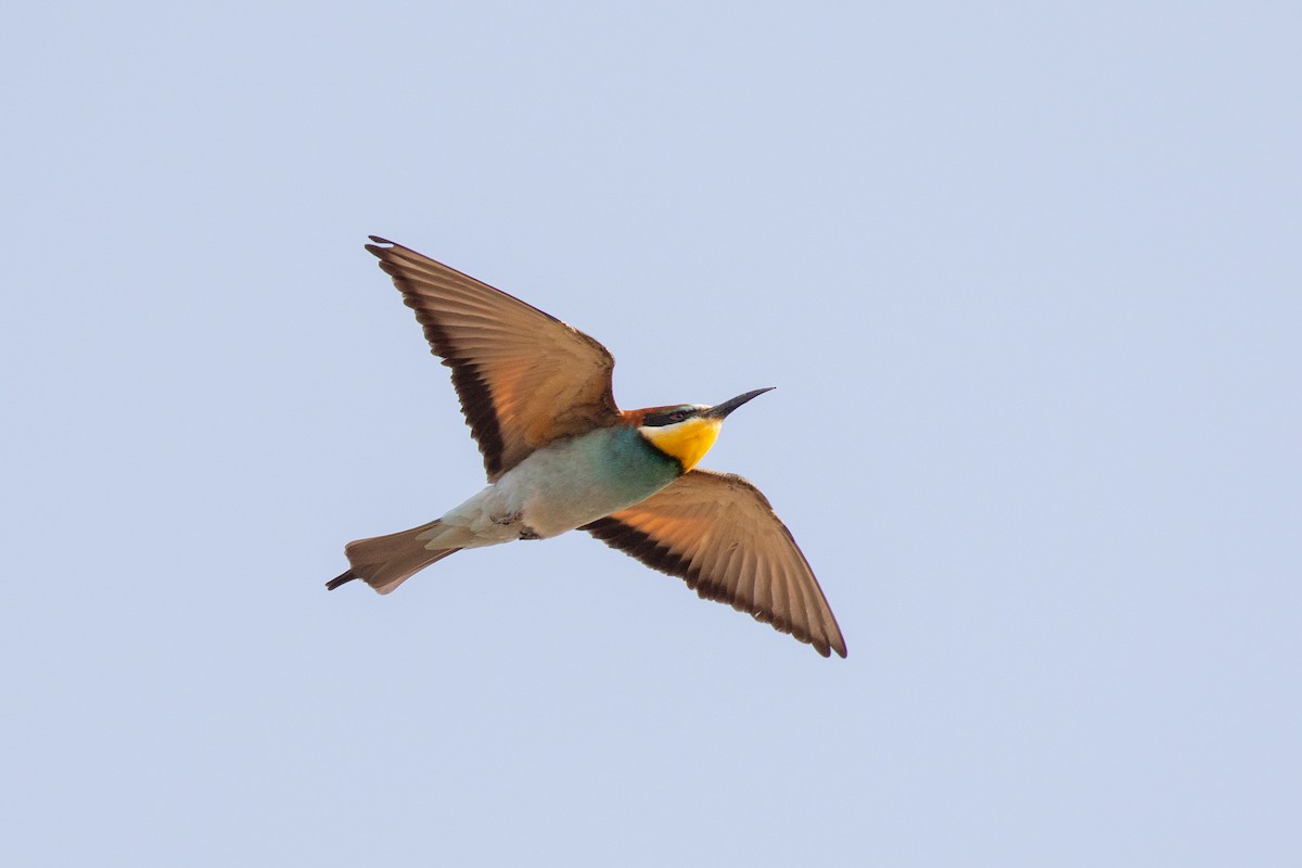 European Bee-eater - ML618516387