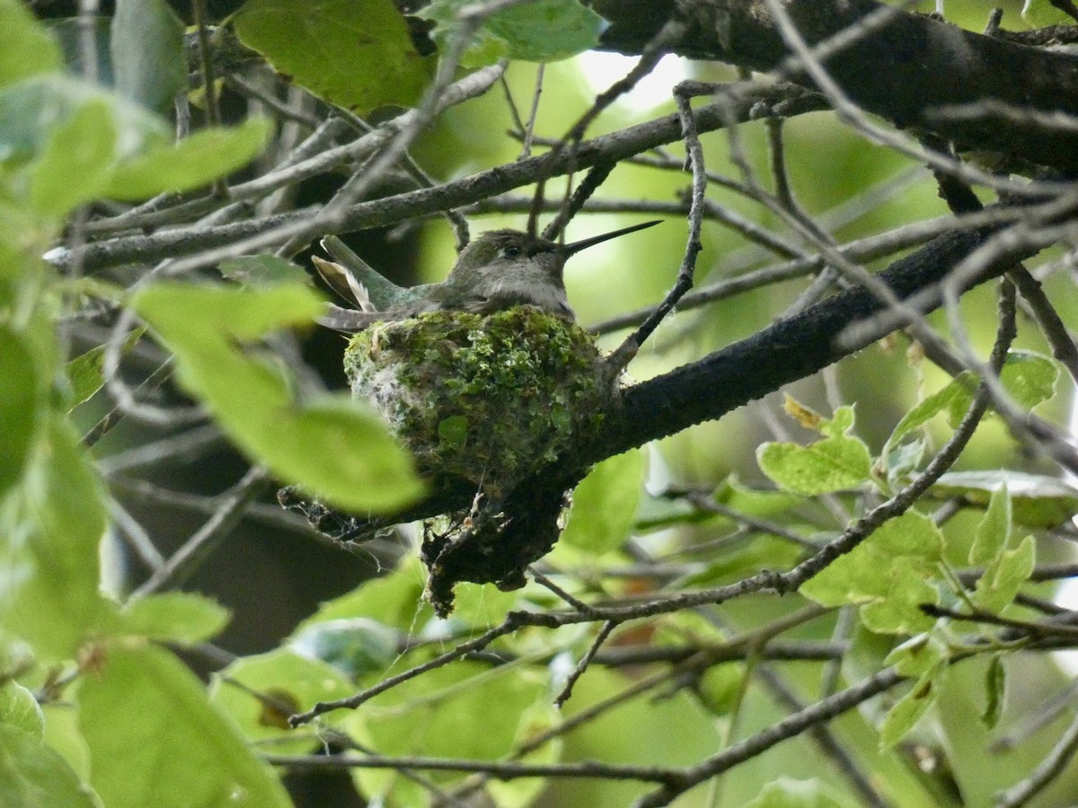 Anna's Hummingbird - ML618516399