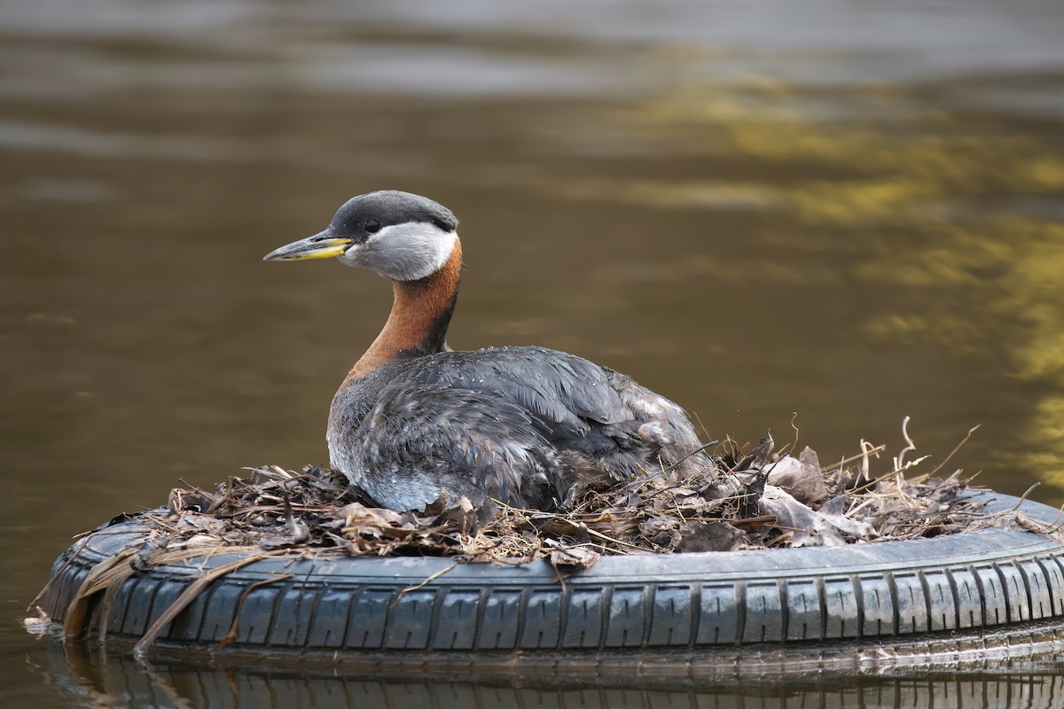 Red-necked Grebe - ML618516400