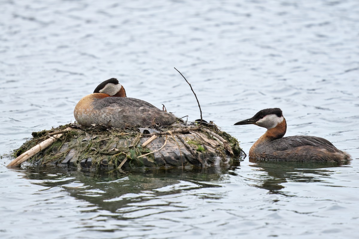 Red-necked Grebe - ML618516401