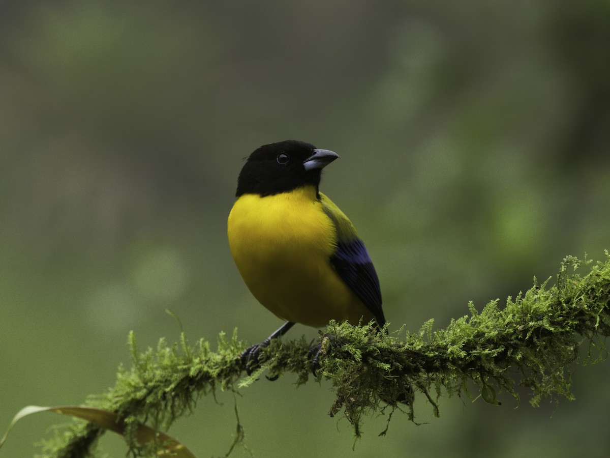 Black-chinned Mountain Tanager - ML618516427