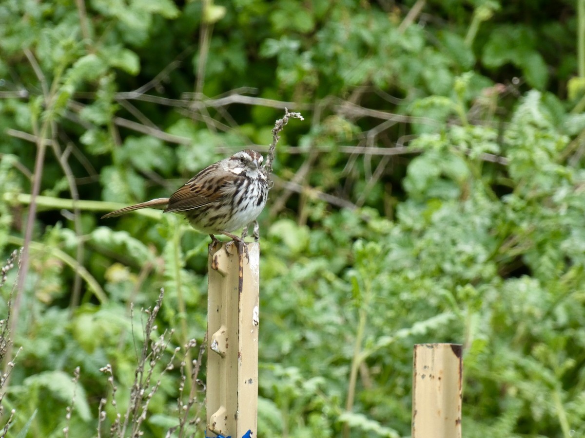 Song Sparrow - Reeve Cowne