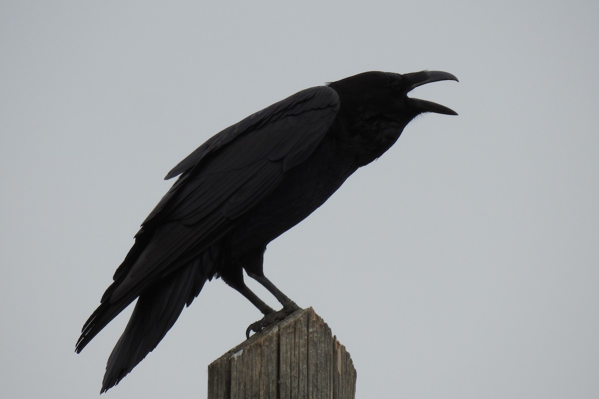 Common Raven - JC Clancy