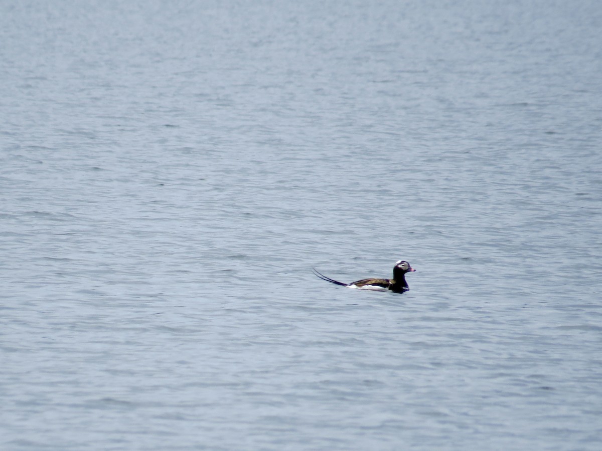 Long-tailed Duck - Sandy Proulx