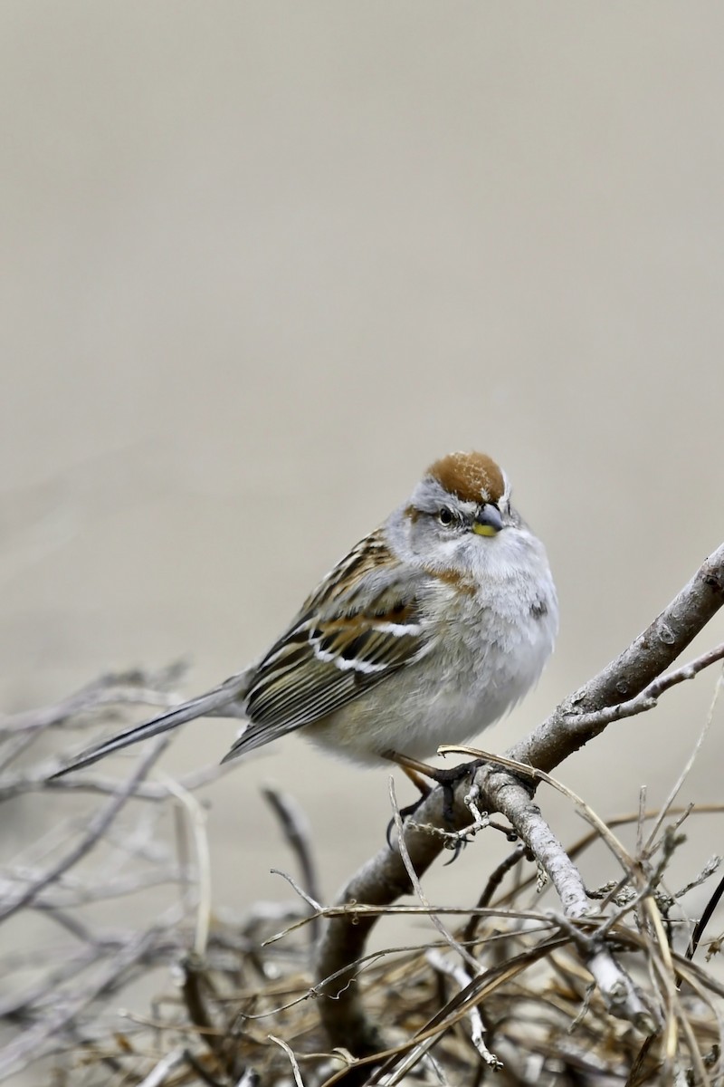 American Tree Sparrow - Christiane Hébert