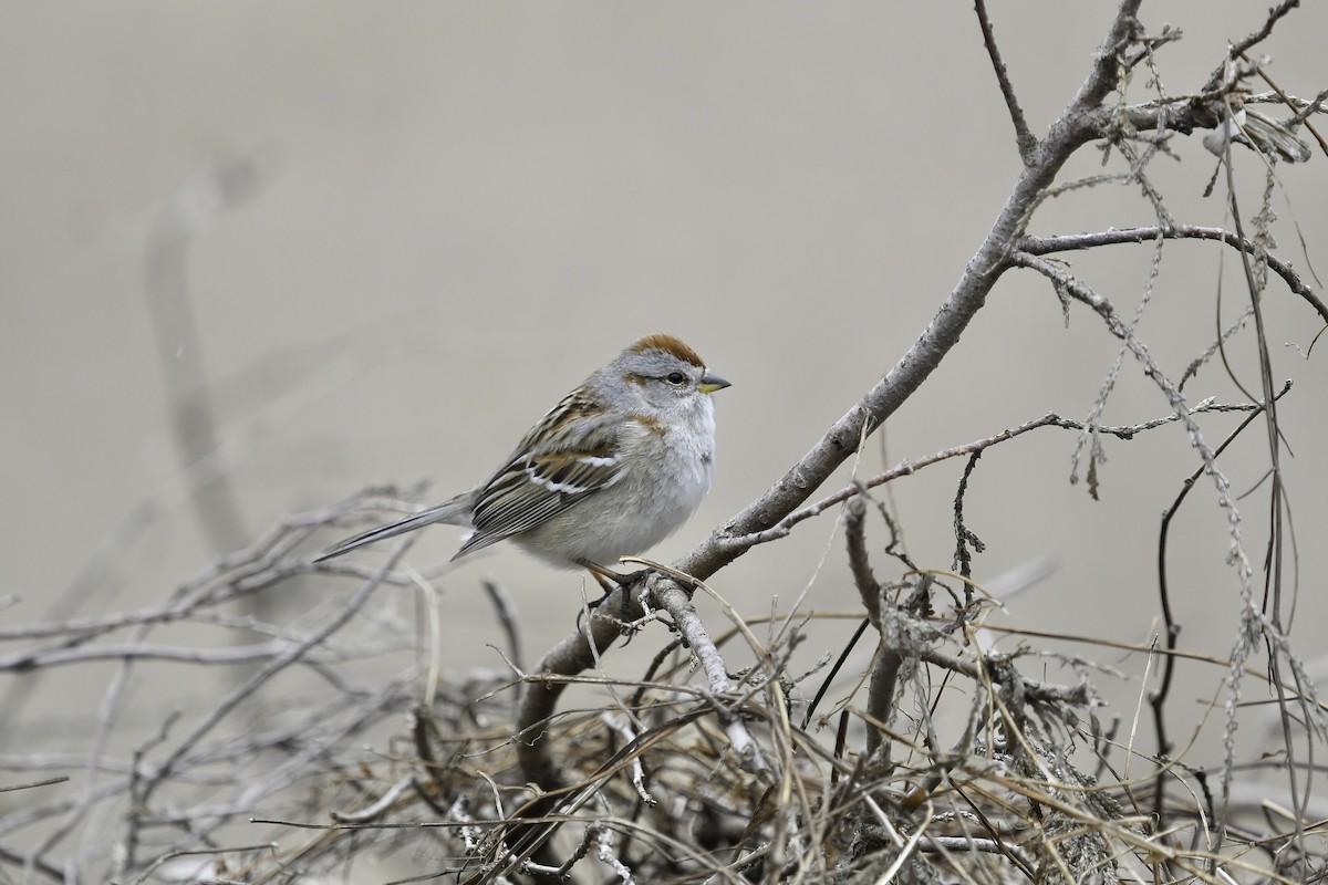 American Tree Sparrow - ML618516504