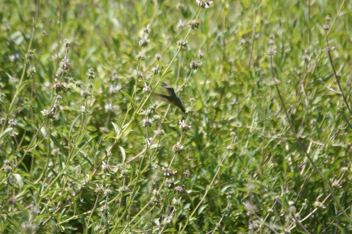 Calliope Hummingbird - ML618516511