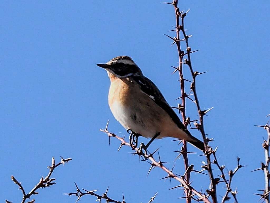 Whinchat - ML618516514
