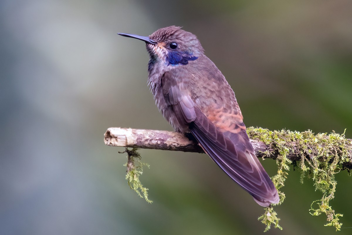 kolibřík fialovouchý - ML618516518
