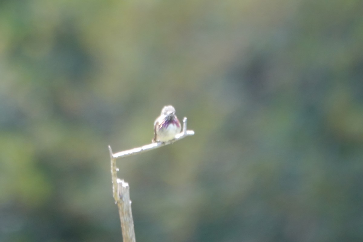 Calliope Hummingbird - ML618516541