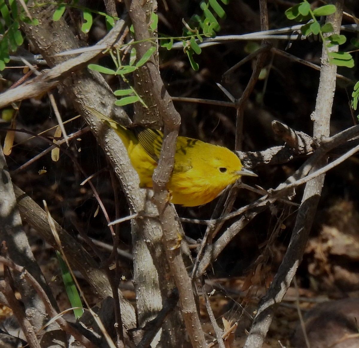 Yellow Warbler - Mary Tannehill