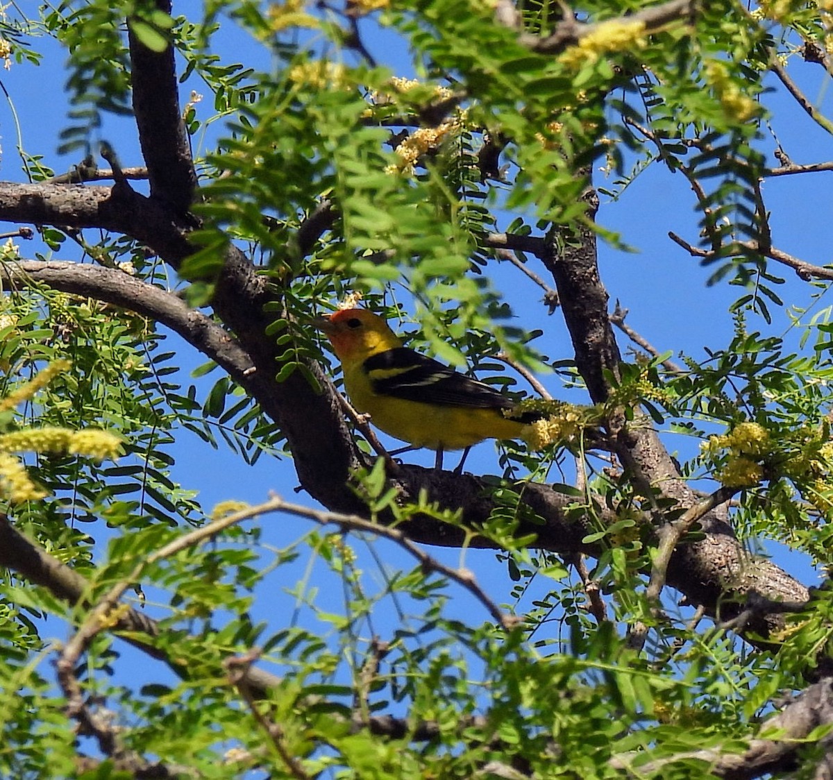 Western Tanager - ML618516579