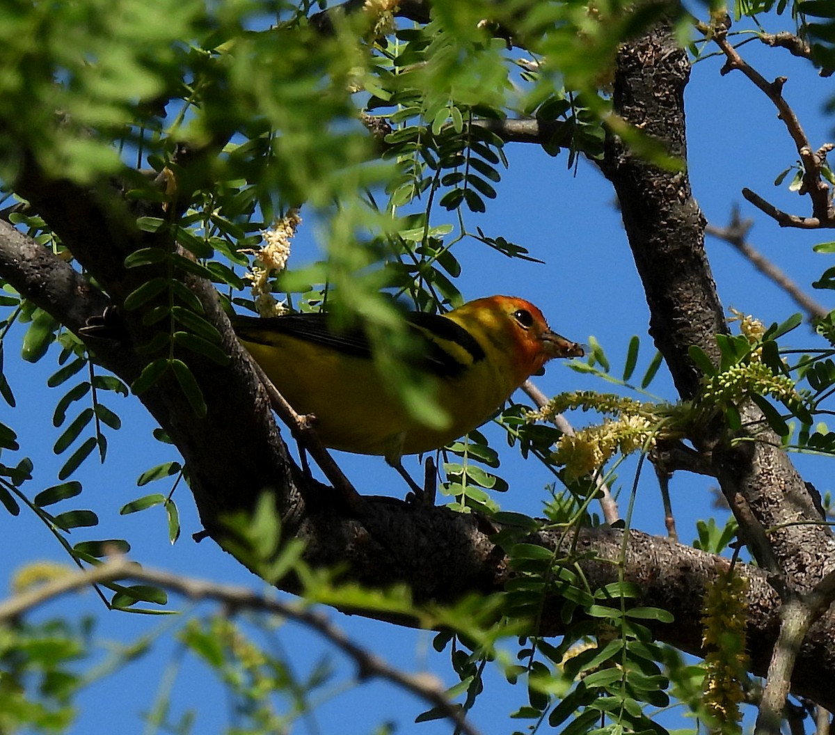 Western Tanager - ML618516580