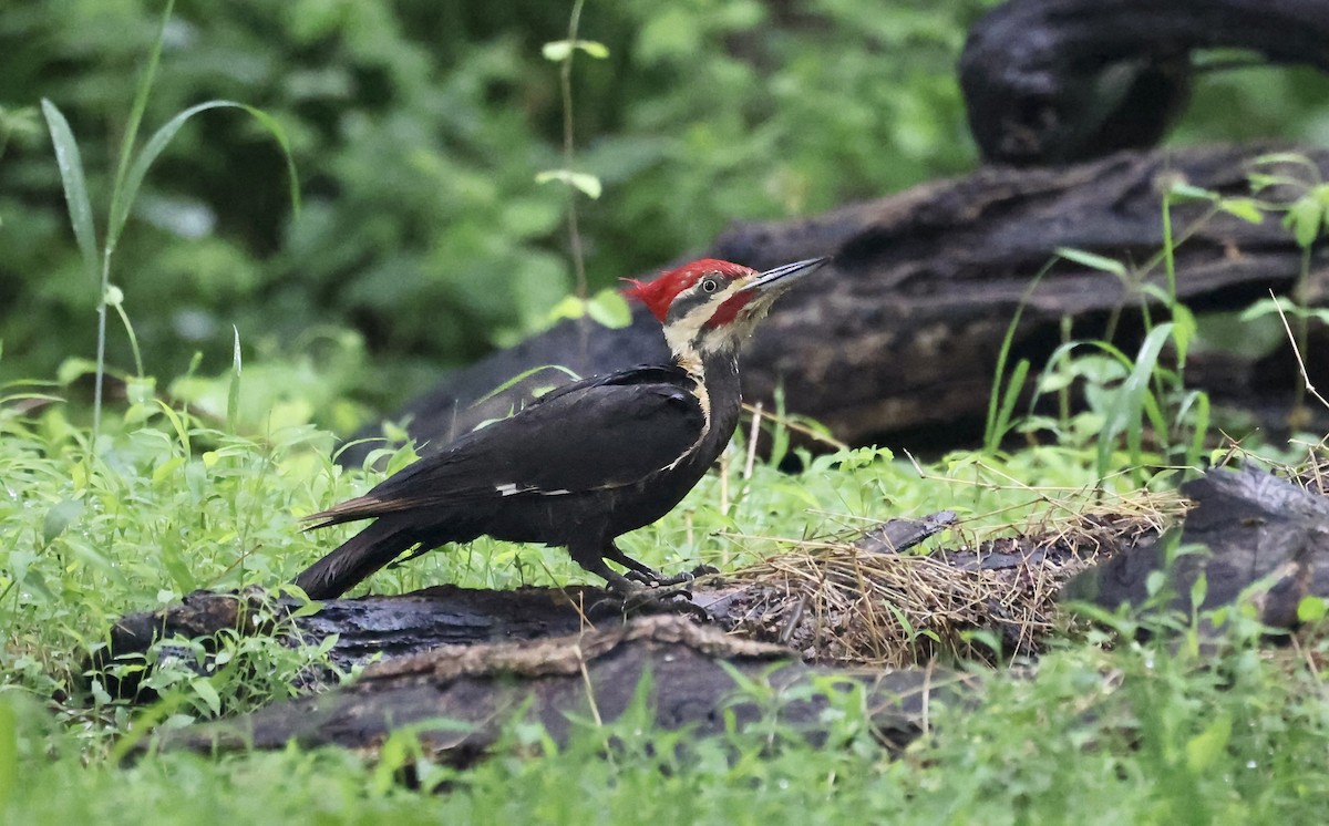Pileated Woodpecker - ML618516606