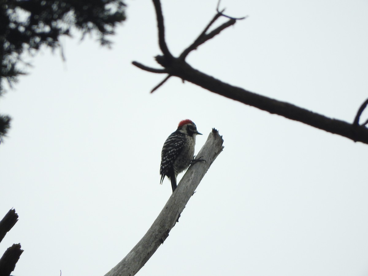 Nuttall's Woodpecker - ML618516611