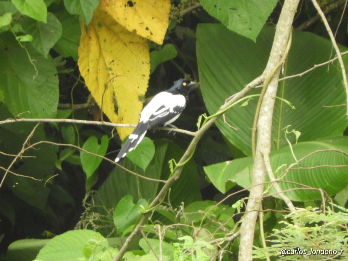 Magpie Tanager - ML618516632