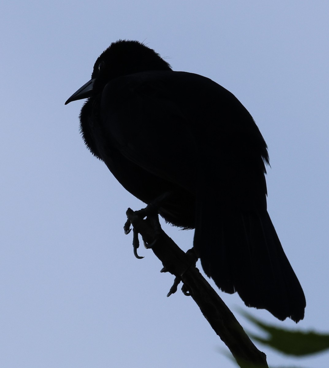 Melodious Blackbird - ML618516639