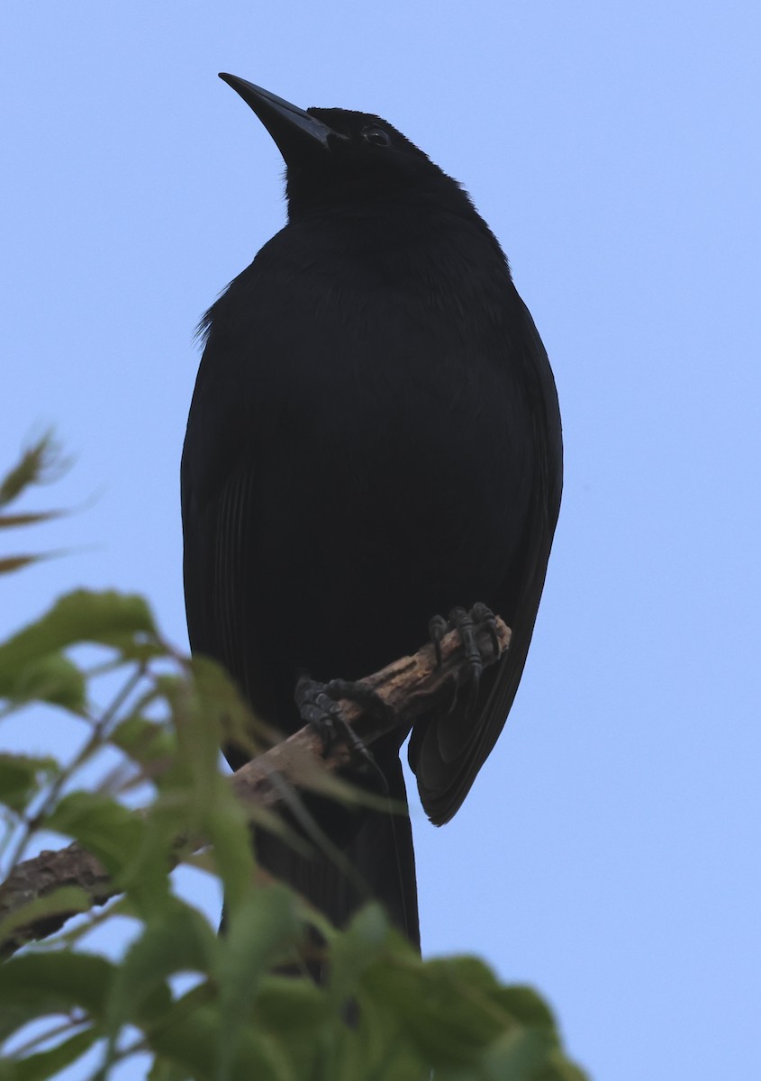 Melodious Blackbird - ML618516640