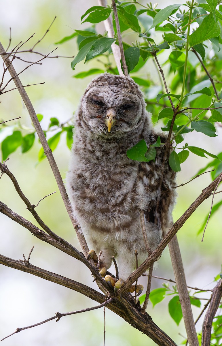Barred Owl - ML618516643