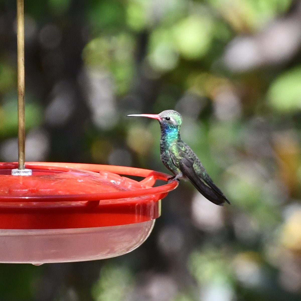 Broad-billed Hummingbird - ML618516697