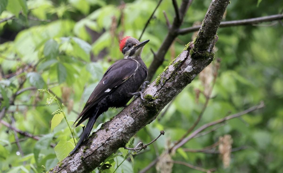Pileated Woodpecker - ML618516736