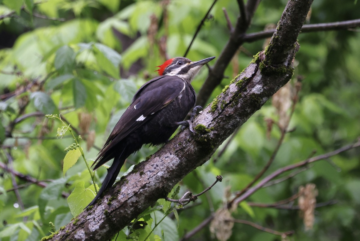 Pileated Woodpecker - ML618516738