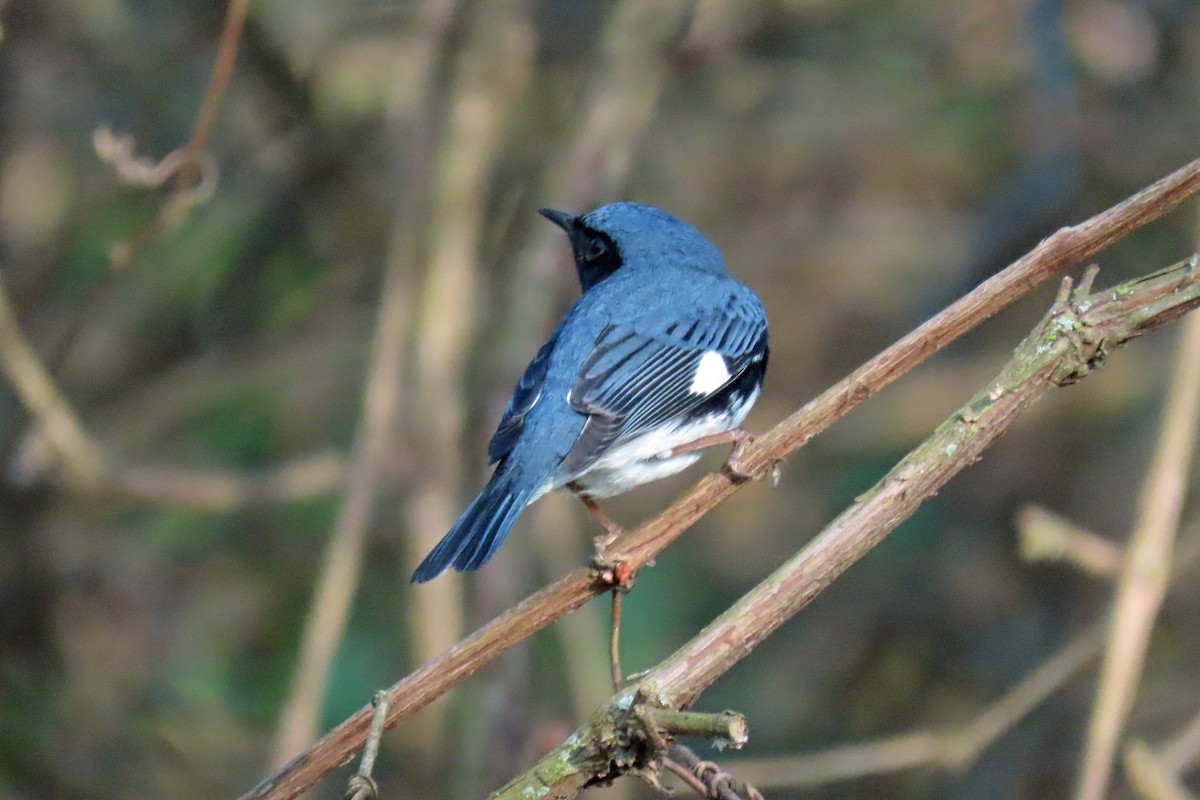 Black-throated Blue Warbler - ML618516749