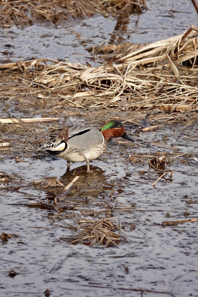 Green-winged Teal - ML618516770