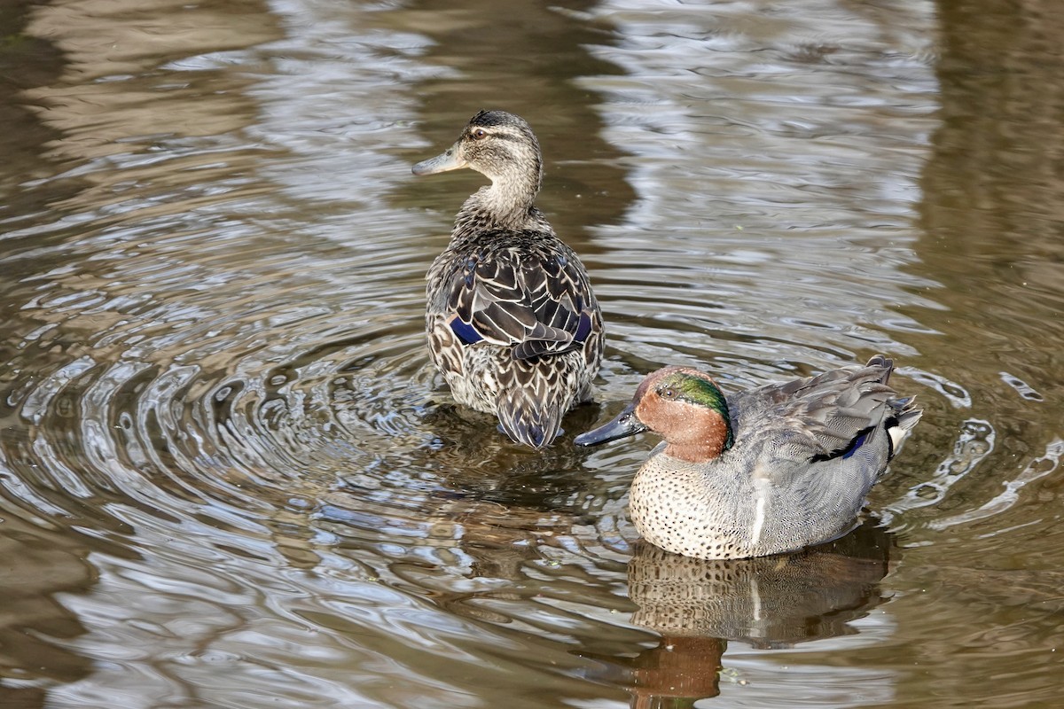 Green-winged Teal - ML618516771