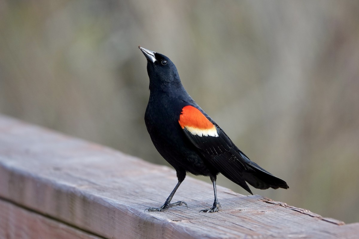 Red-winged Blackbird - ML618516828