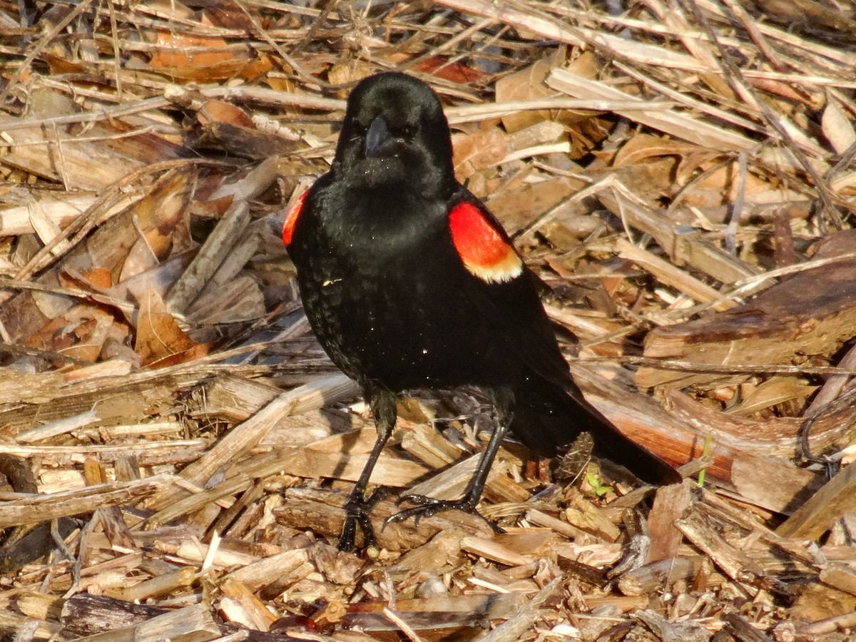 Red-winged Blackbird (Red-winged) - ML618516871