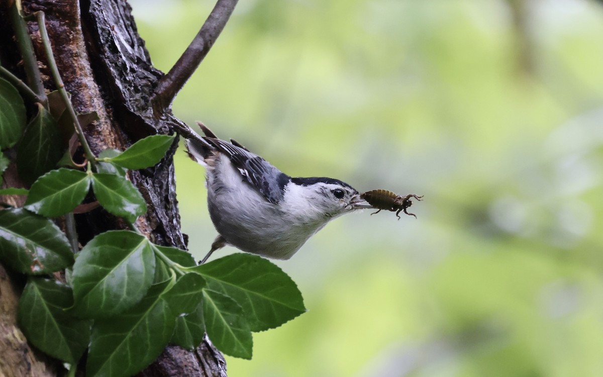 White-breasted Nuthatch - ML618516886