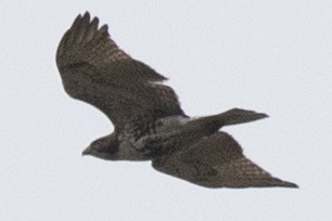 Red-tailed Hawk - ML618516890
