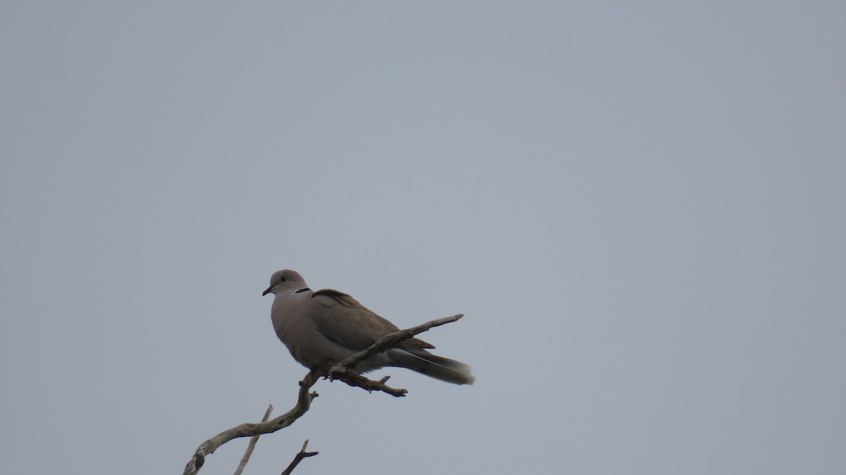 Eurasian Collared-Dove - ML618516916