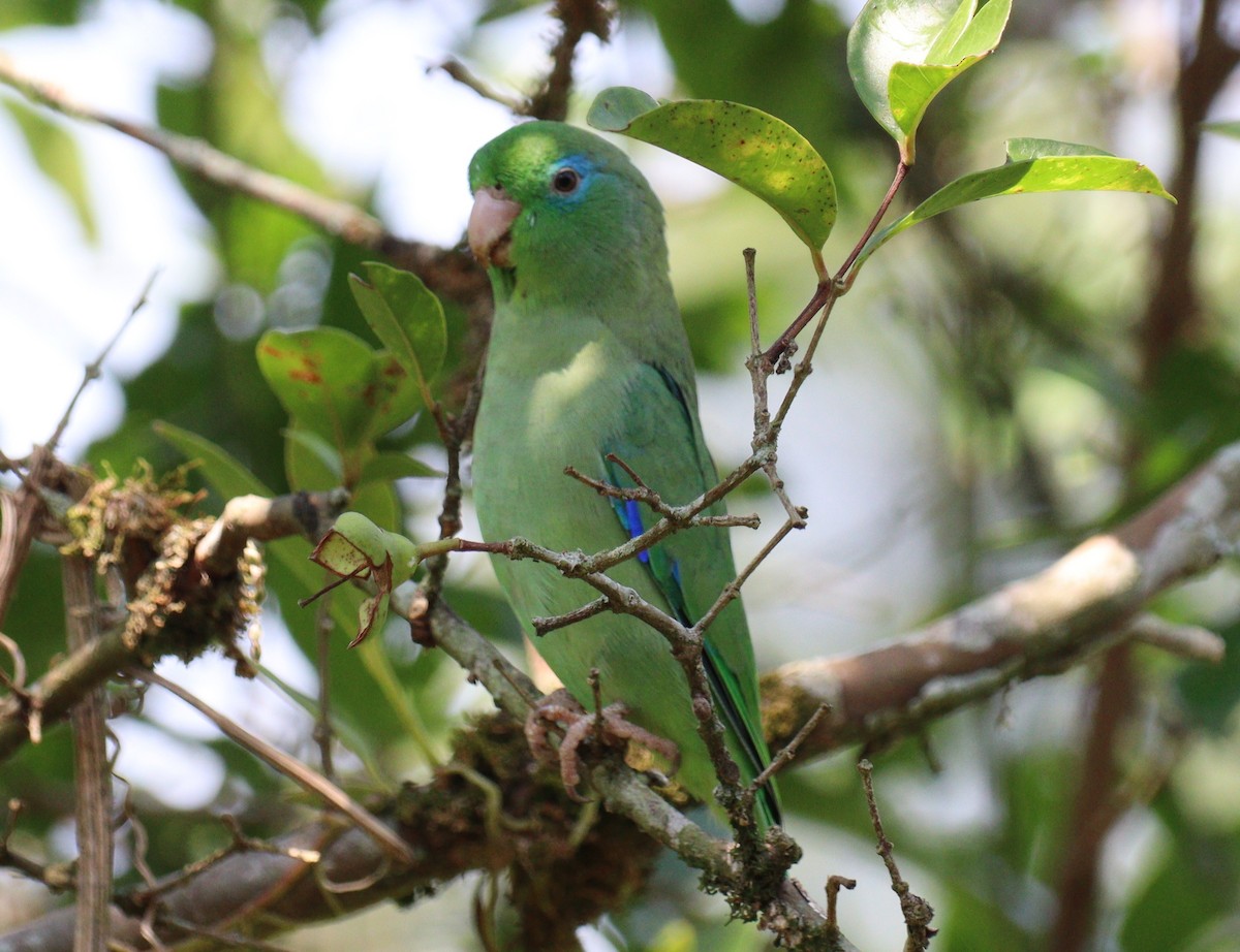 Spectacled Parrotlet - ML618516922