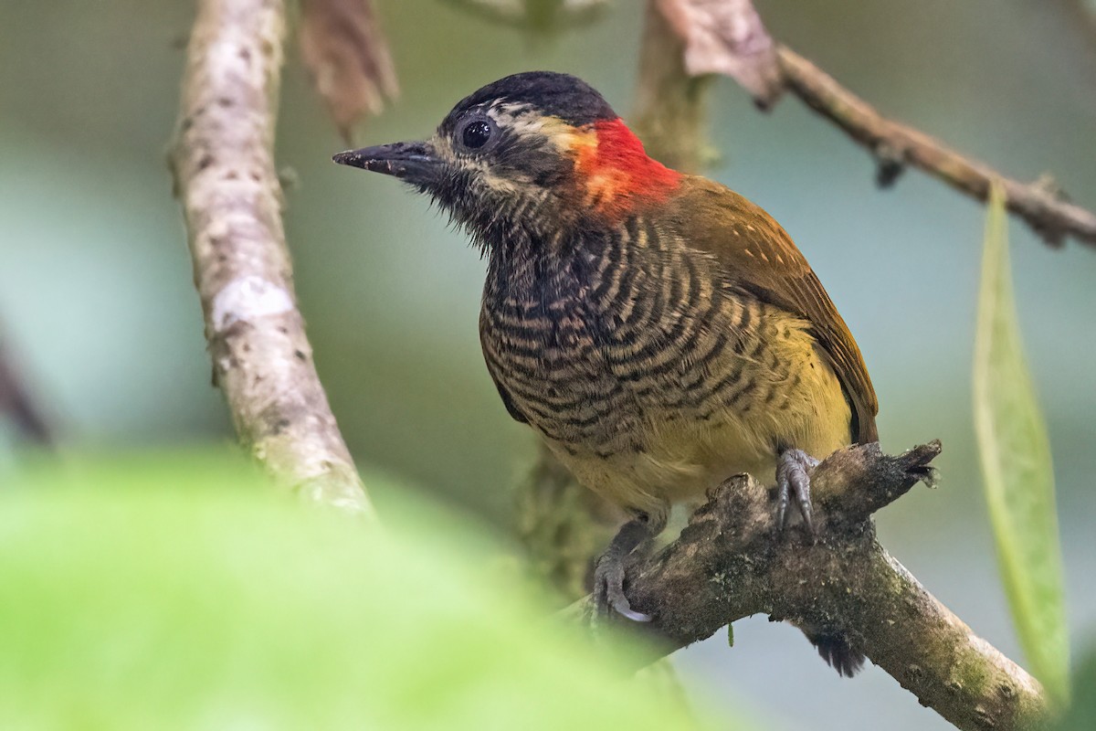 Yellow-vented Woodpecker - ML618516933