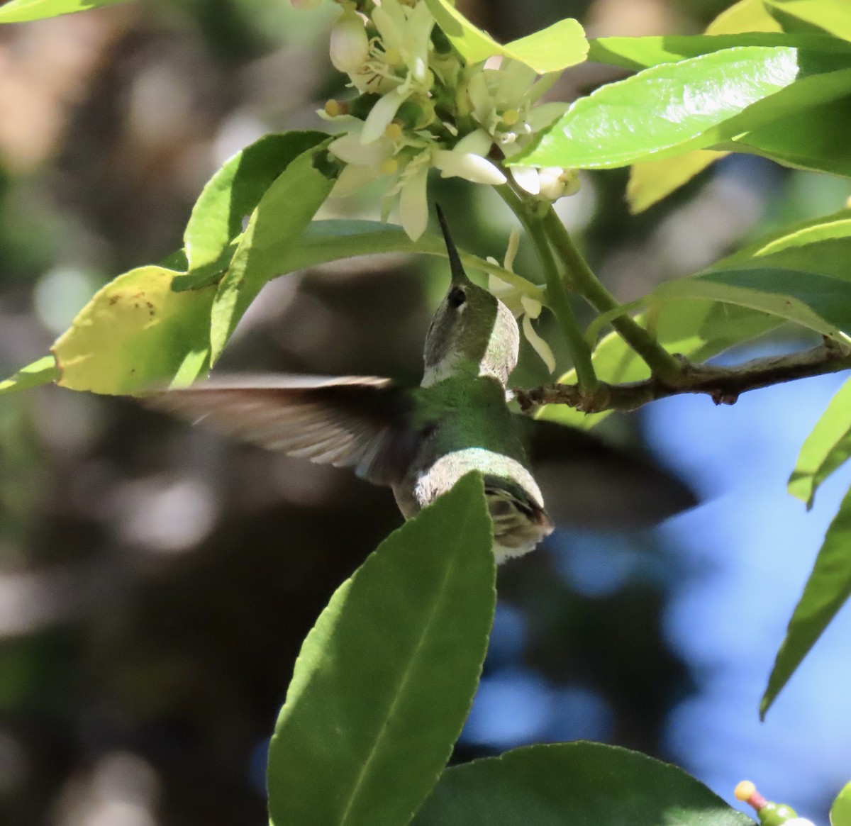 Anna's Hummingbird - ML618516940