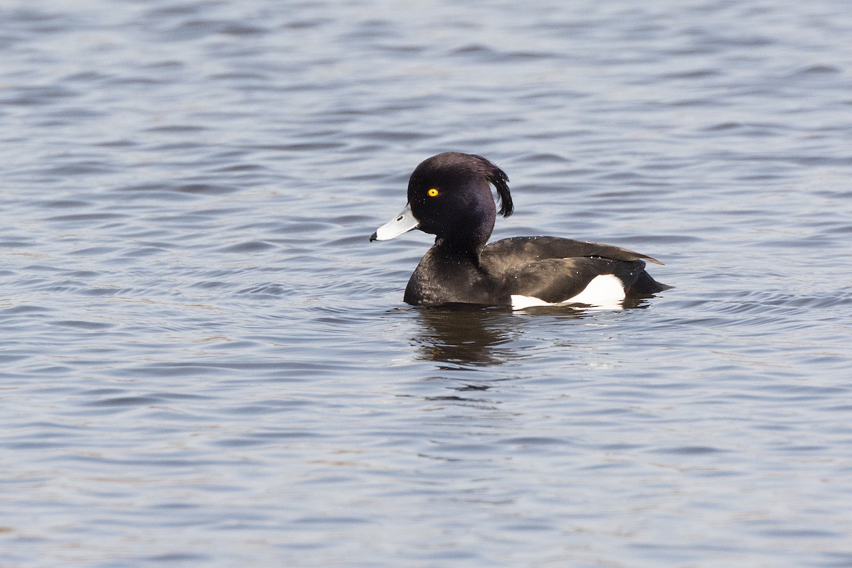 Tufted Duck - ML618516955
