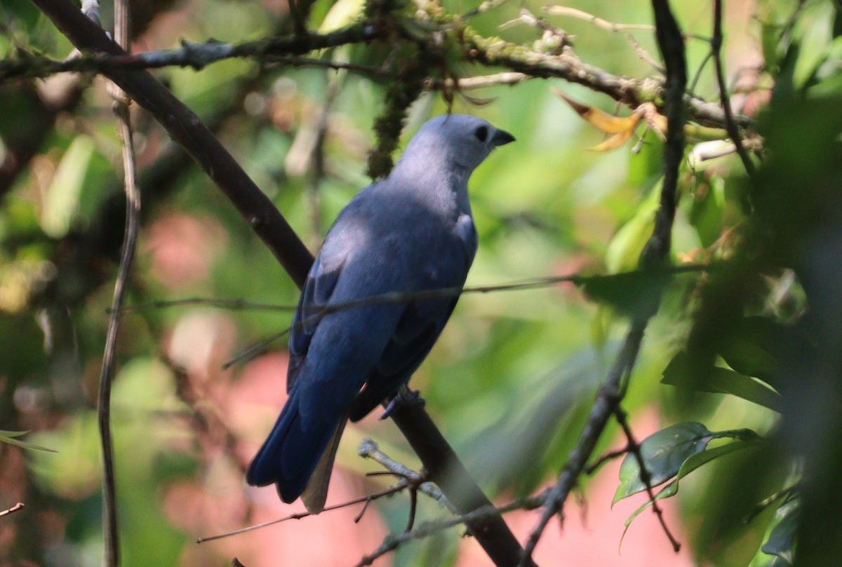 Blue-gray Tanager - ML618516960