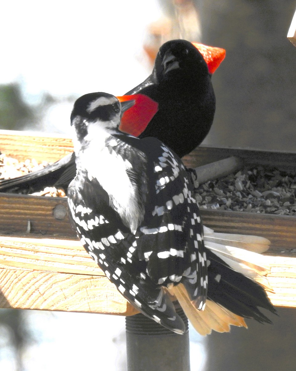 Red-winged Blackbird - ML618516971