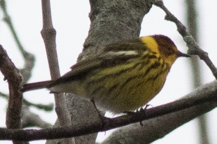 Cape May Warbler - ML618516992