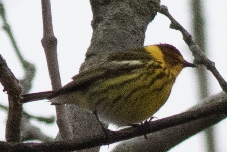 Cape May Warbler - ML618516994